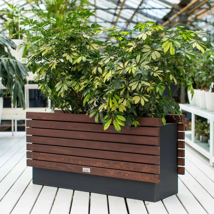 КАШПО MAXPLANTER ALGERIA (АЛЖИР) АРТ. AG-2210