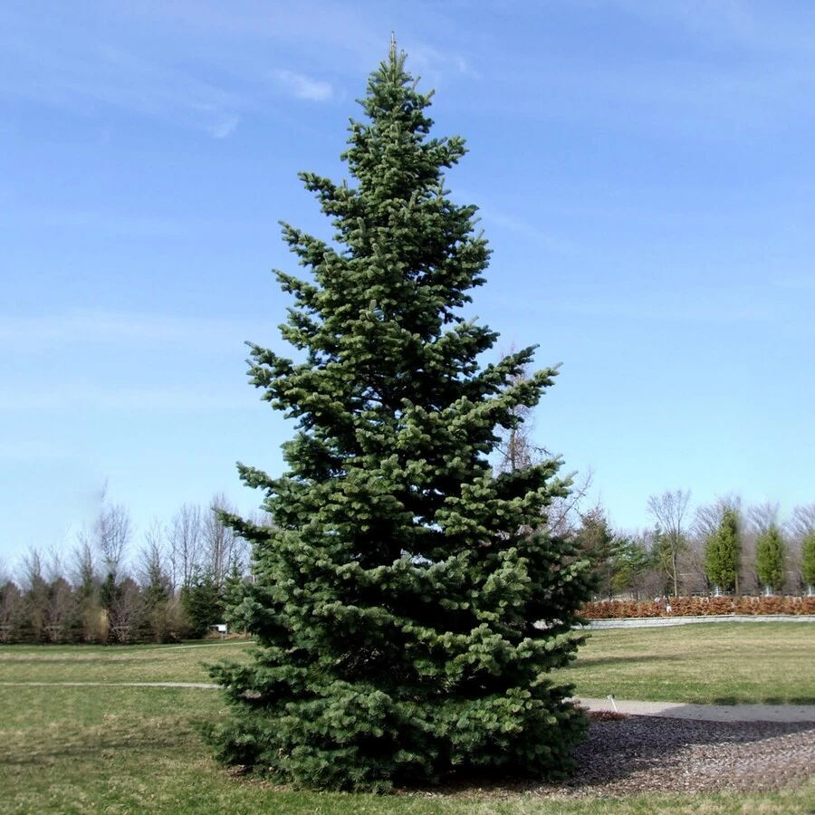 Пихта одноцветная Abies concolor