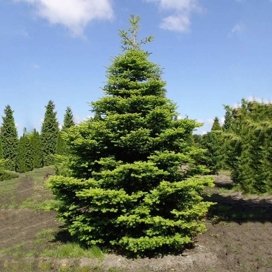 Пихта корейская Abies koreana