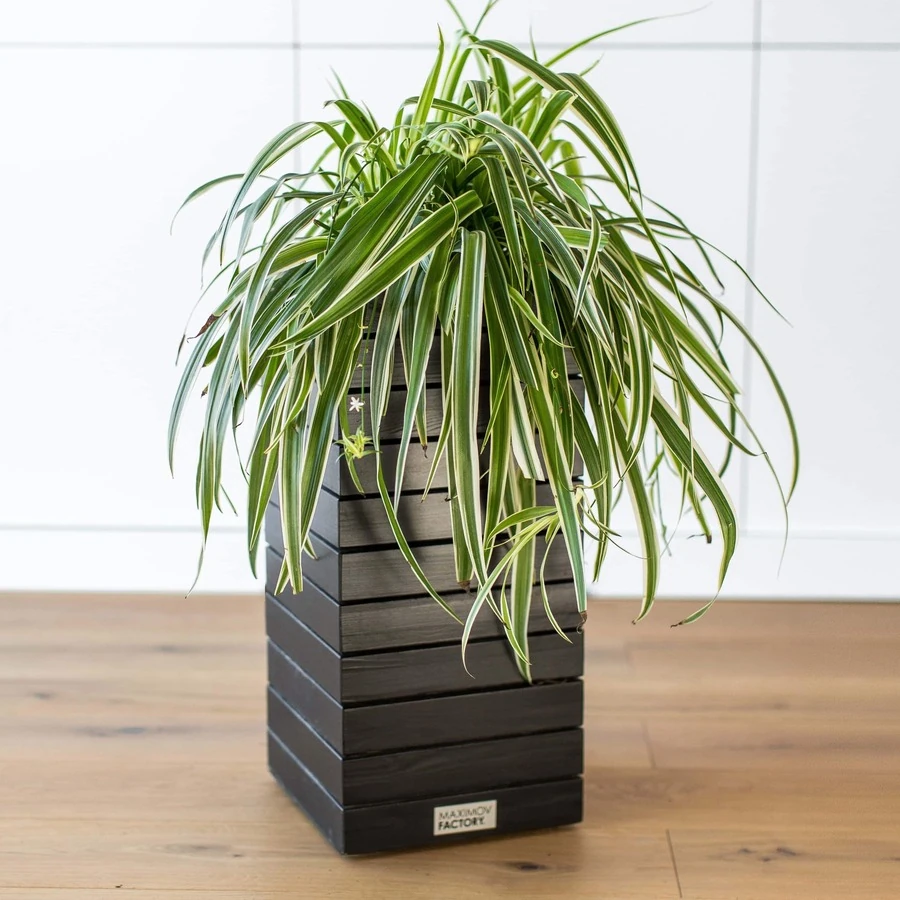 КАШПО MAXPLANTER PARIS (ПАРИЖ) АРТ. PS-11010-1