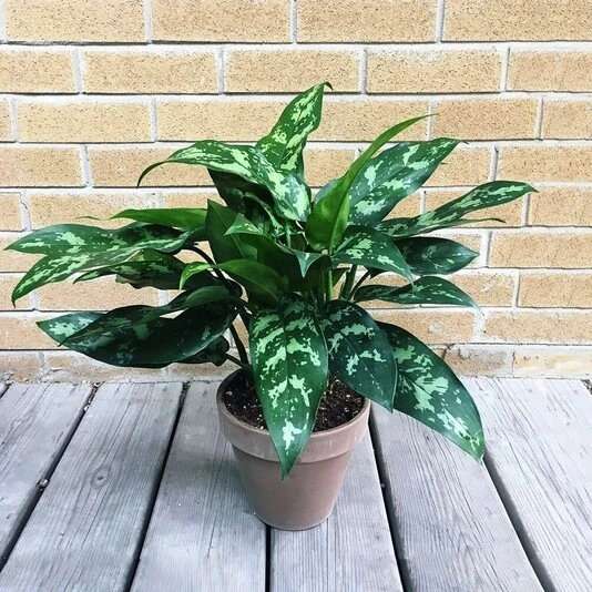 Аглаонема Амазон Силвер  Aglaonema Amazon Silver