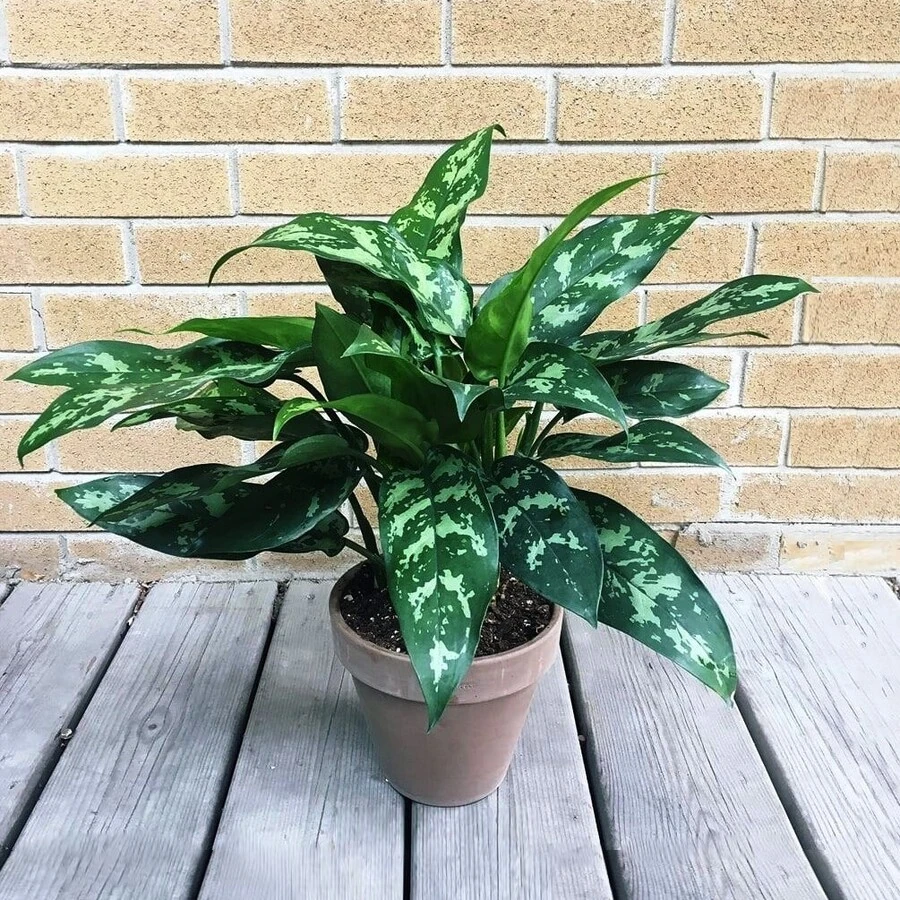 Аглаонема Амазон Силвер  Aglaonema Amazon Silver