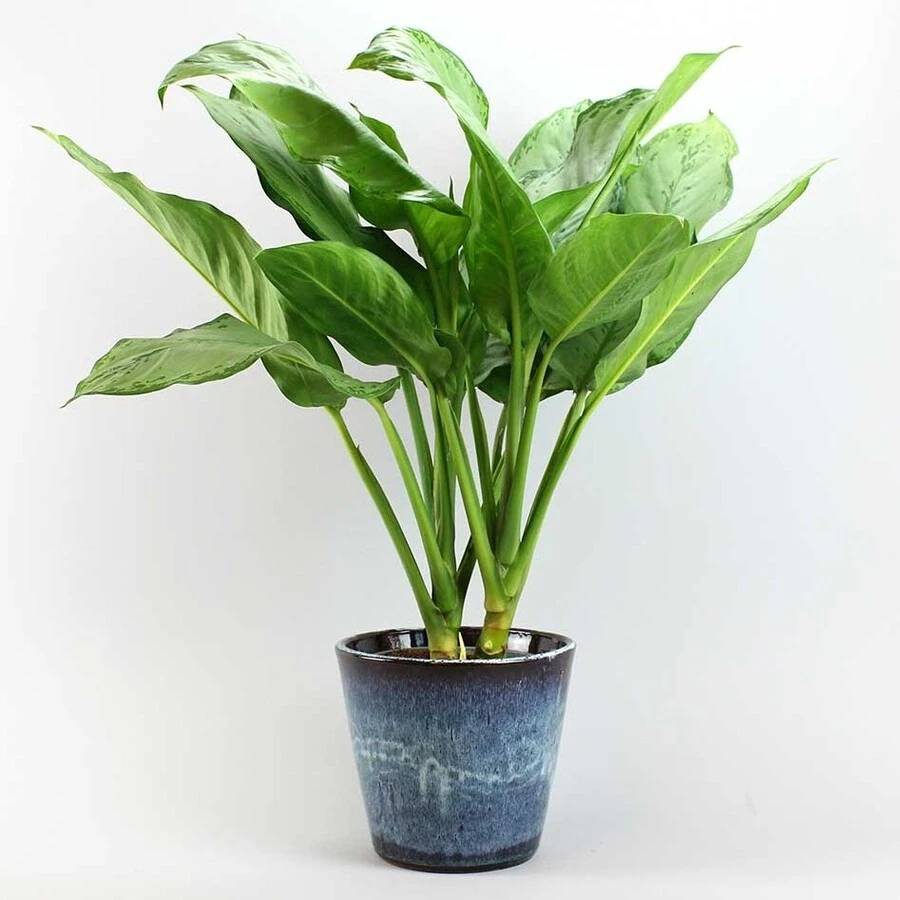 Аглаонема Фридман Aglaonema B.J. Freedman
