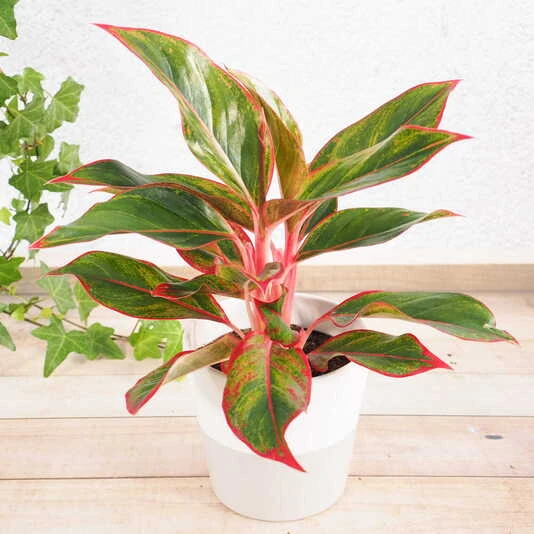Аглаонема Крит Флейм Aglaonema Crete Flame