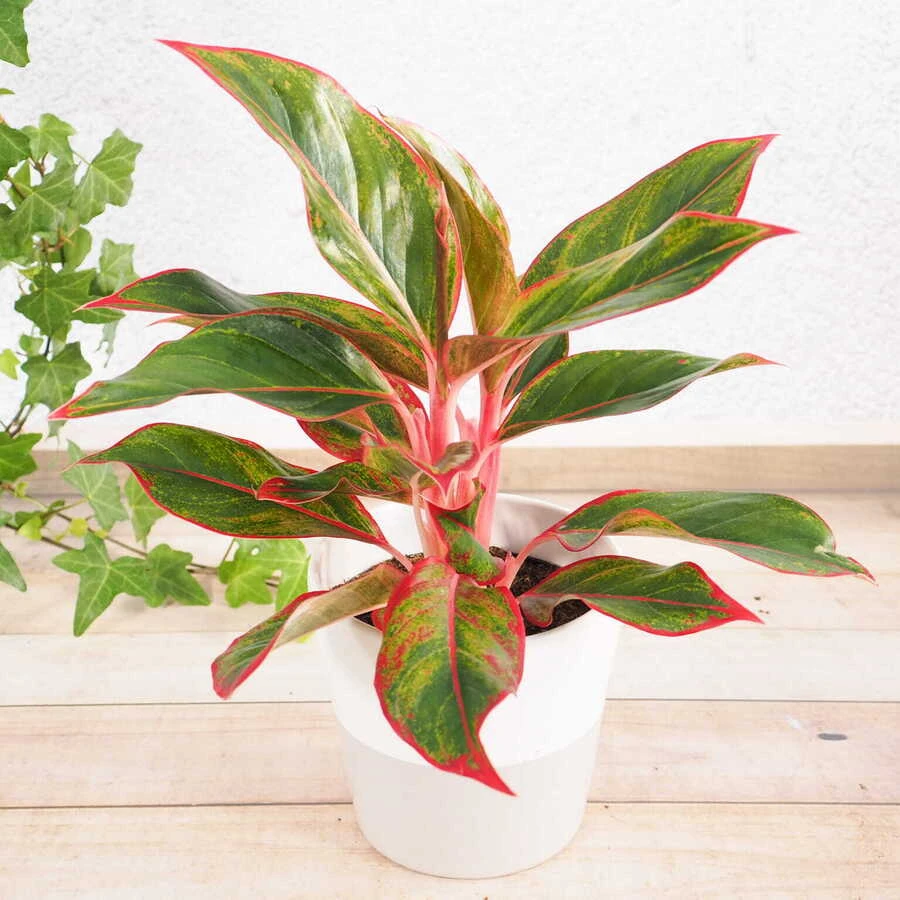 Аглаонема Крит Флейм Aglaonema Crete Flame