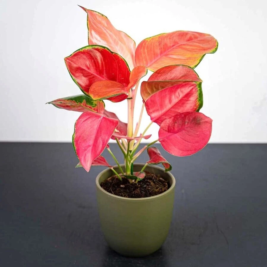 Аглаонема Сан  Стар Aglaonema Sun Star