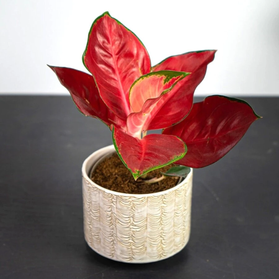 Аглаонема Дарк Стар Aglaonema Dark Star