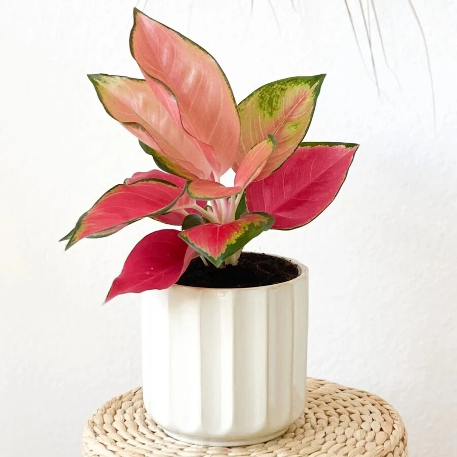 Аглаонема Пинк Стар Aglaonema Pink Star