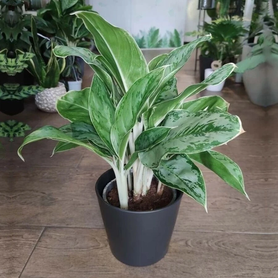 Аглаонема Сильвер Куин Aglaonema Silver Queen