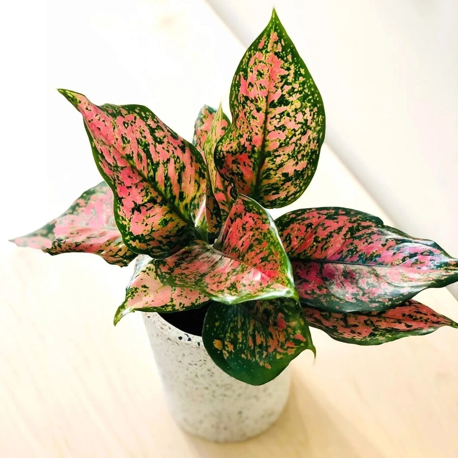 Аглаонема Пинк Дарк Стар Aglaonema Pink Dark Star