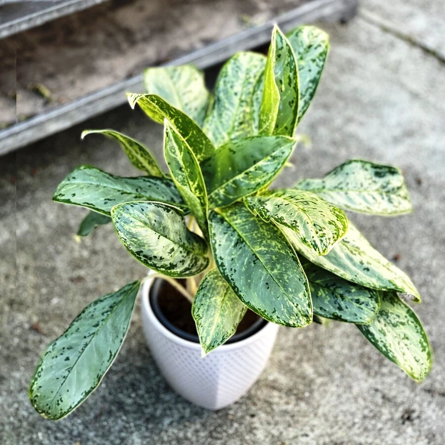Аглаонема Ромео Aglaonema Romeo
