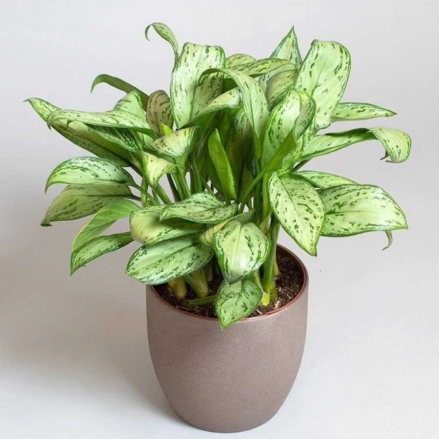 Аглаонема Кристина Aglaonema Christina