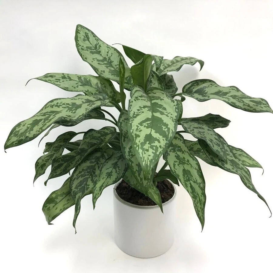 Аглаонема Грин  Aglaonema Green