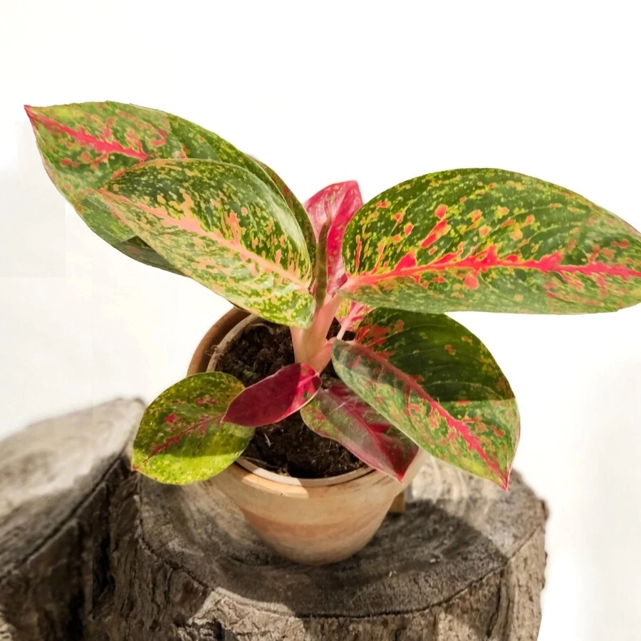 Аглаонема Файер Стар Aglaonema Fire Star