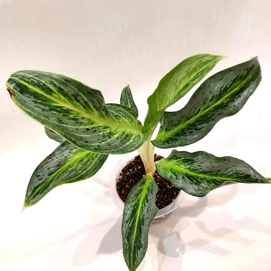 Аглаонема Эмеральд Стоун Aglaonema Emerald Stone
