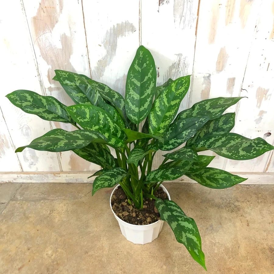 Аглаонема Джульетта Aglaonema Juliette