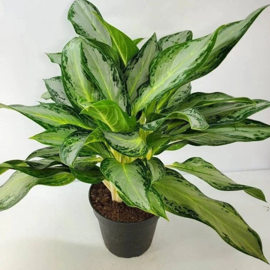 Аглаонема Голден Бей Aglaonema Golden Bay 