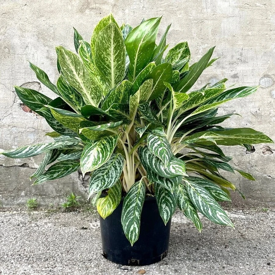 Аглаонема Голден Мадонна Aglaonema Golden Madonna