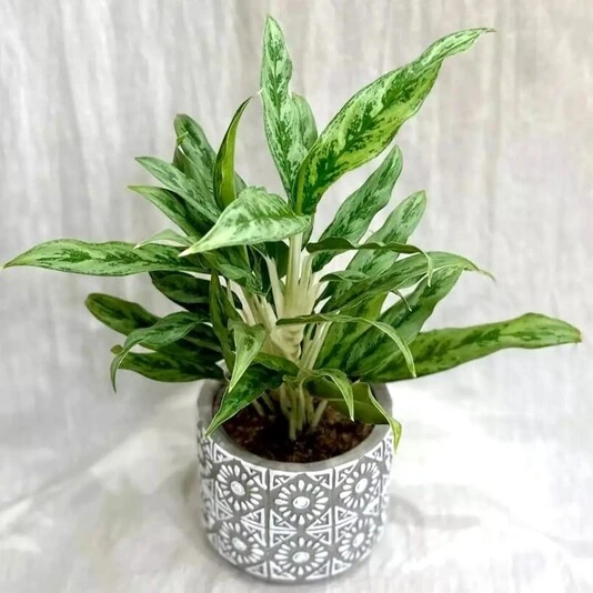 Аглаонема Грейхаунд Aglaonema Greyhound