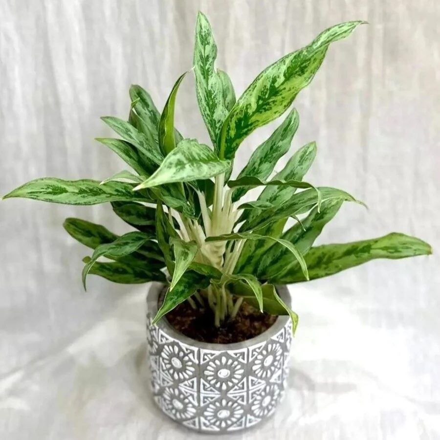 Аглаонема Грейхаунд Aglaonema Greyhound