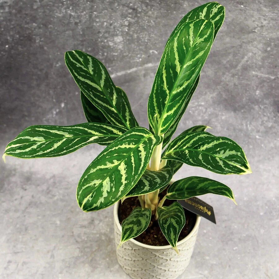 Аглаонема Иви Грин Aglaonema Ivy Green