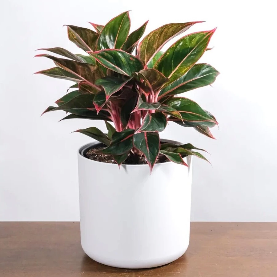 Аглаонема Джаззи Ред Aglaonema Juzzy  Red
