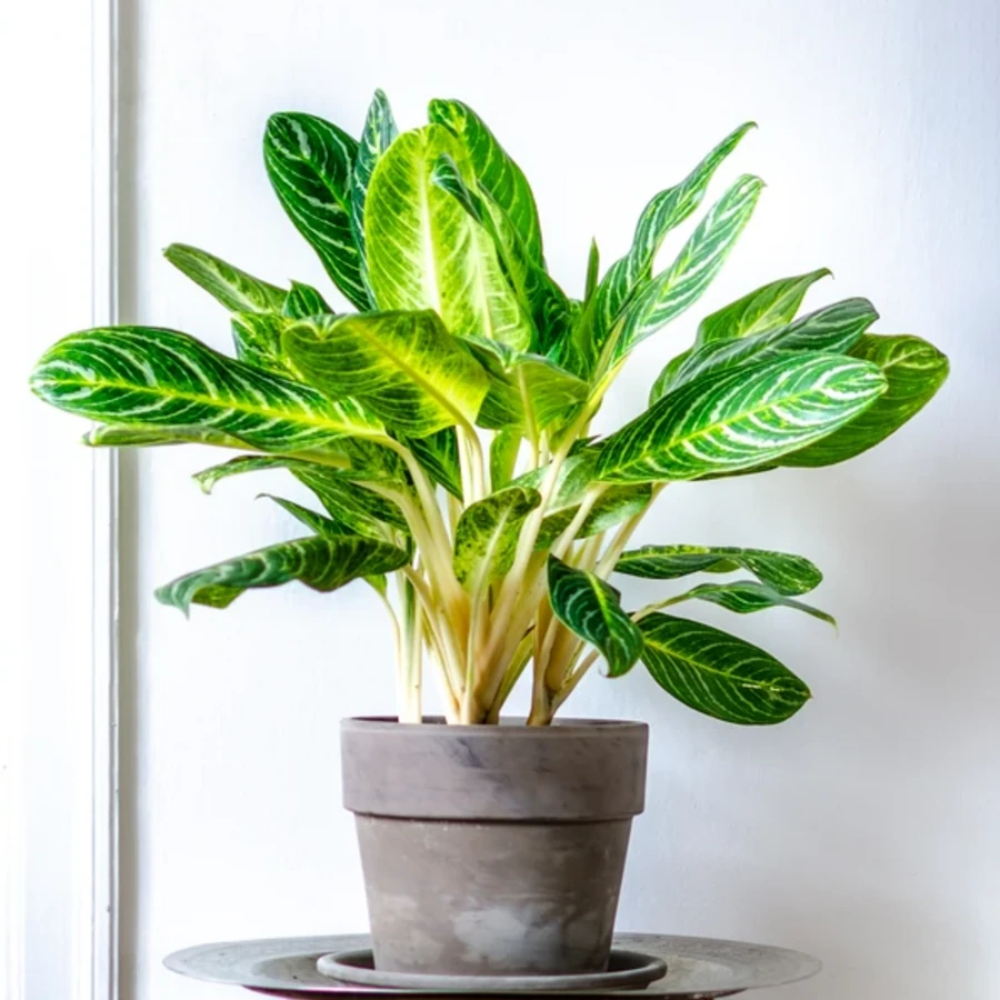 Аглаонема Кей Лайм Aglaonema Key Lime