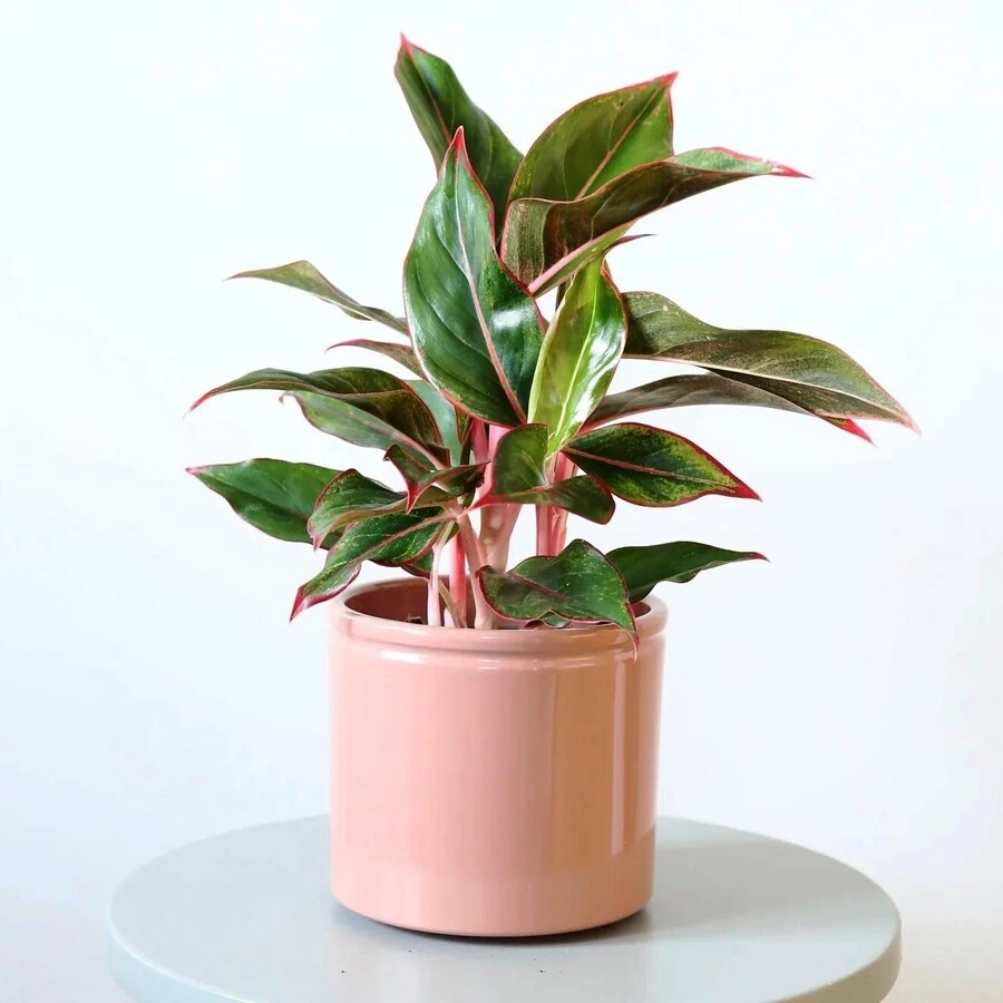 Аглаонема Лайт (Пинк) Стар Aglaonema Light (Pink) Star