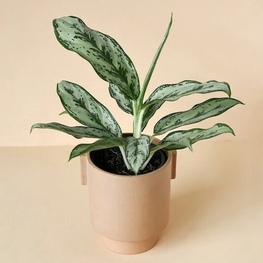 Аглаонема Лаурель Грин Aglaonema Laurel Green