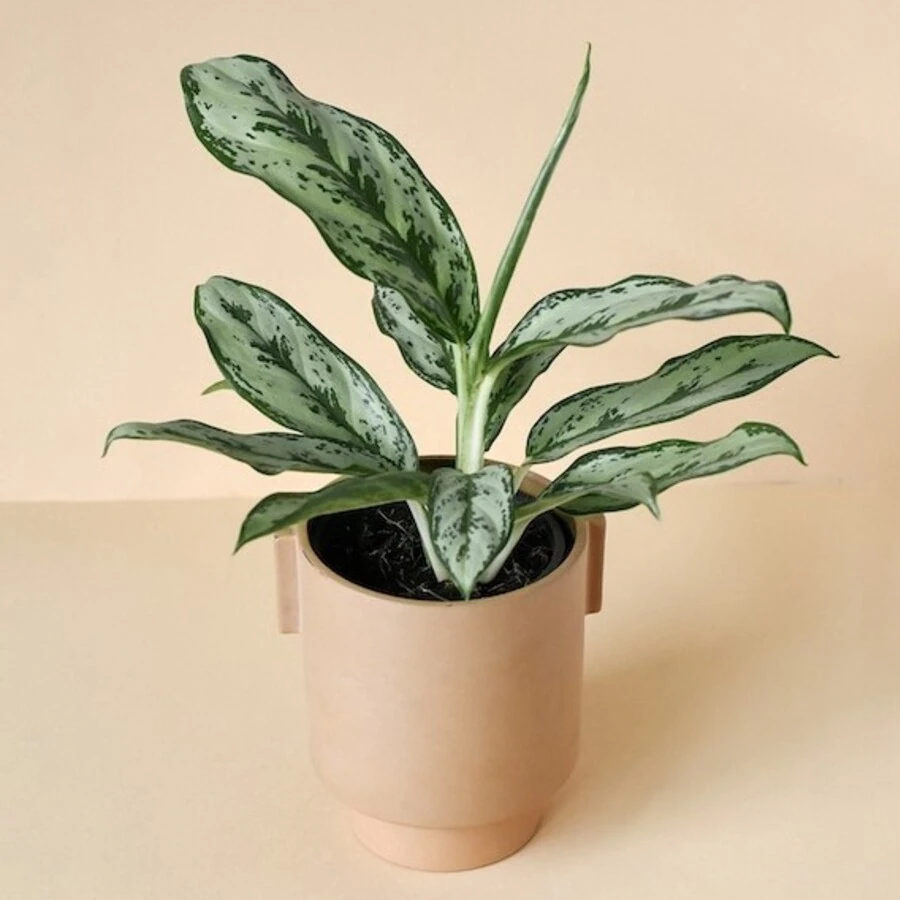 Аглаонема Лаурель Грин Aglaonema Laurel Green