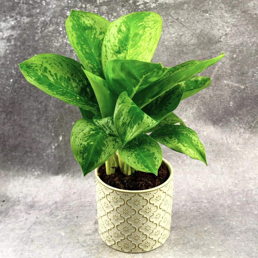 Аглаонема  Грин Анук Green Anoyk Aglaonema 