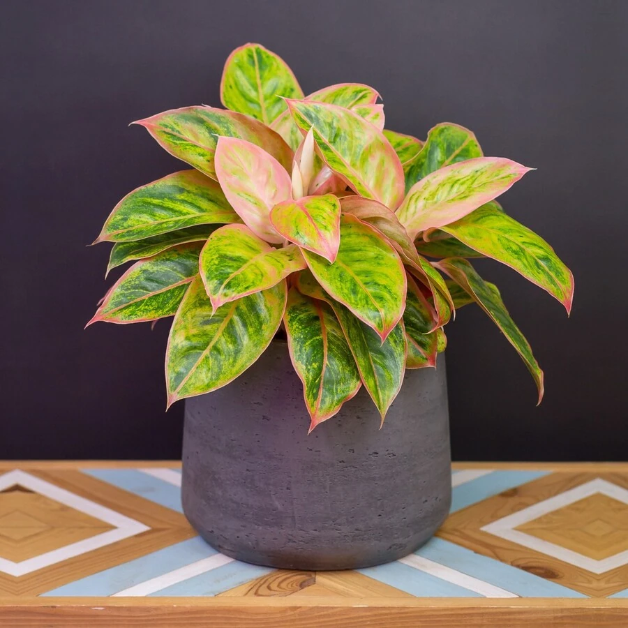 Аглаонема Сальмон Фэнтези Aglaonema Salmon Fantasy