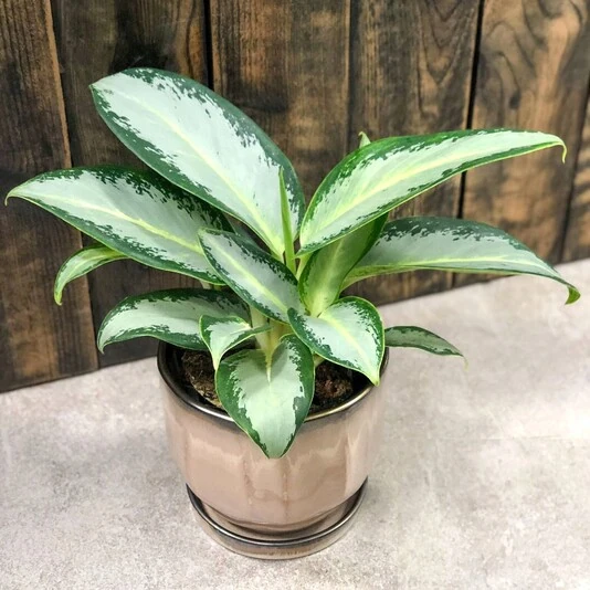 Аглаонема Сноуфлейк Aglaonema Snowflake