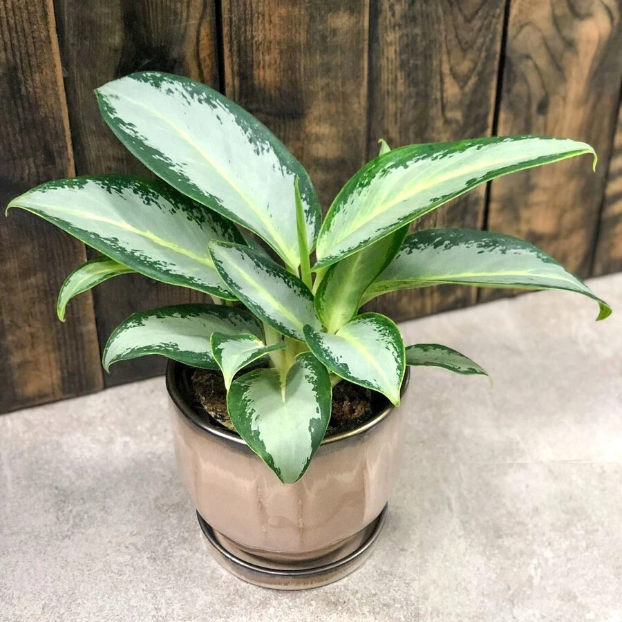 Аглаонема Сноуфлейк Aglaonema Snowflake