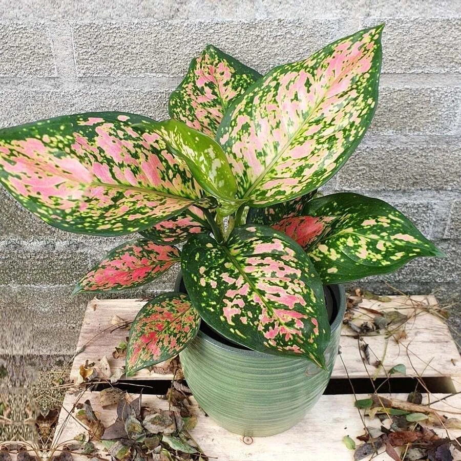 Аглаонема Кримсон Лав Aglaonema Crimson Love