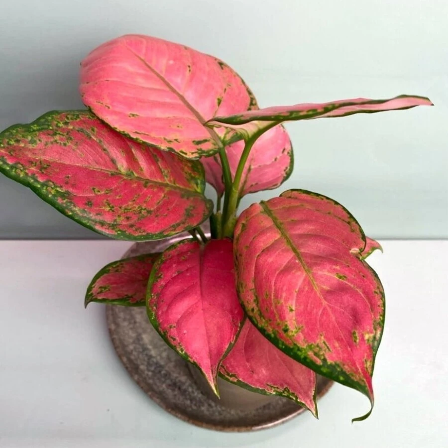 Аглаонема Ред Драгон Aglaonema Red Dragon
