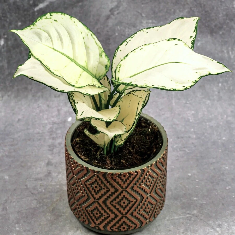 Аглаонема Вайт Джой Aglaonema White Joy
