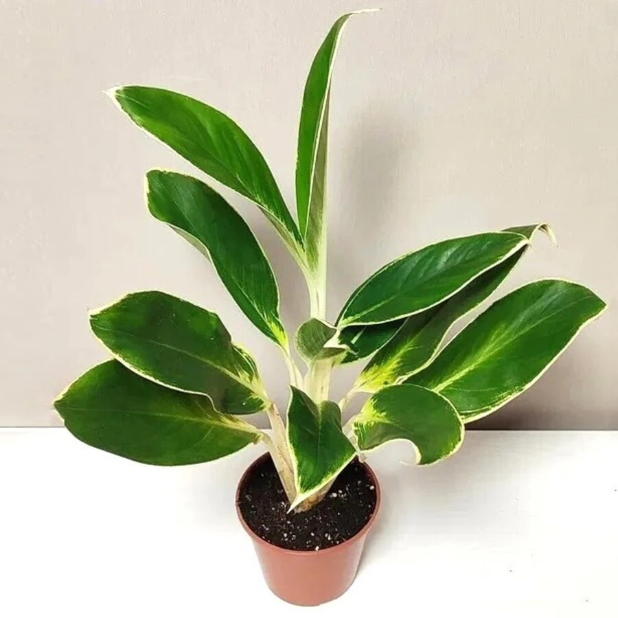 Аглаонема Вайт Лайм Aglaonema White Lime