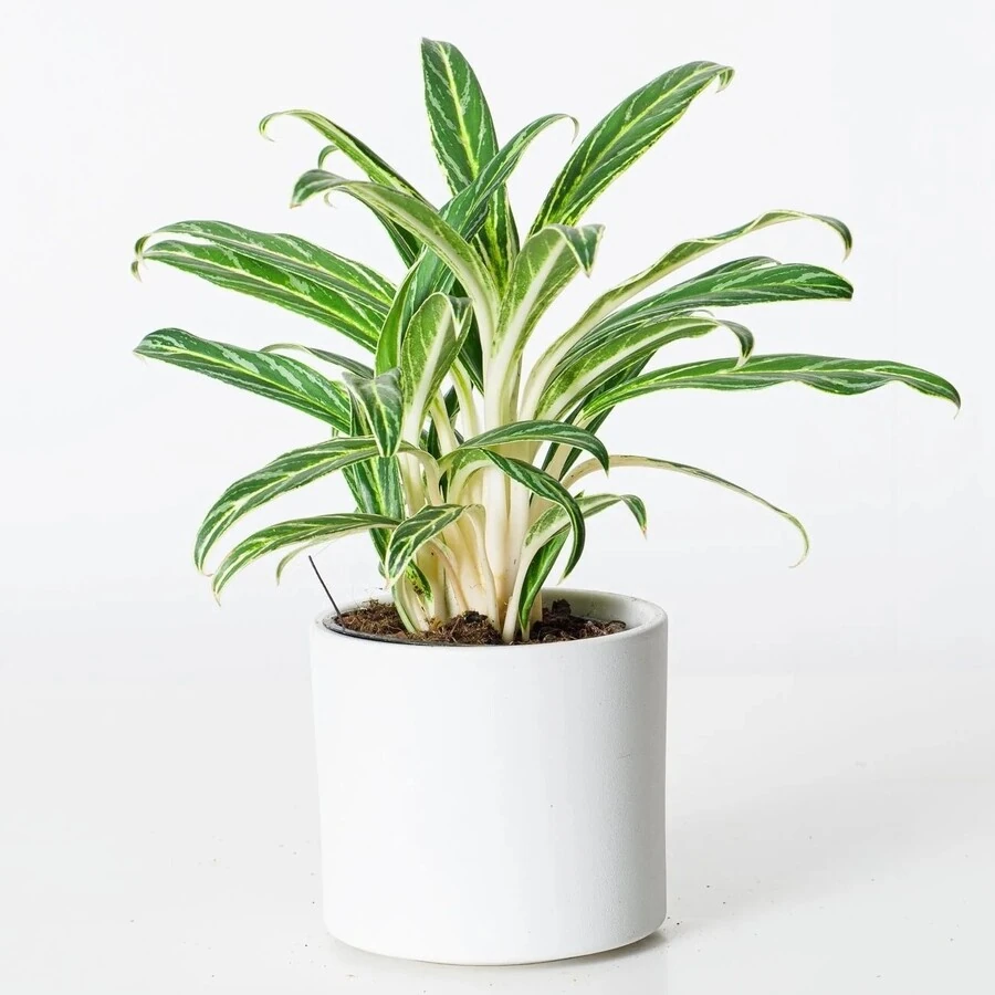 Аглаонема Страйп Aglaonema Stripe