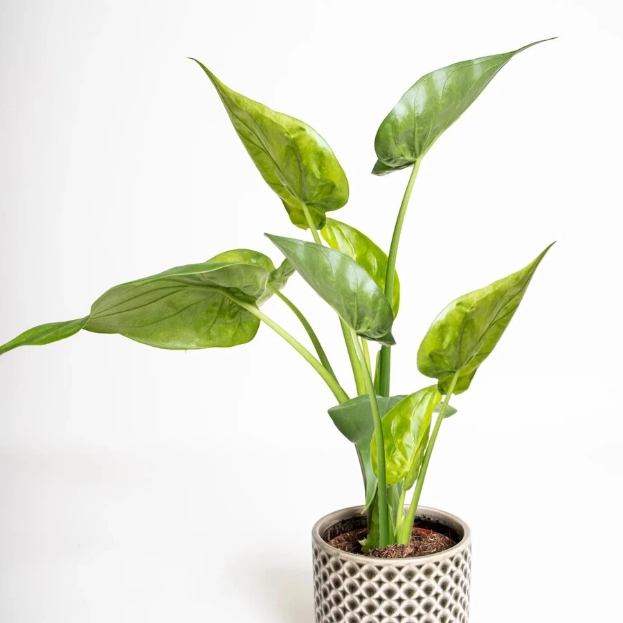 Алоказия Кукулата Вариегата Alocasia Cucullata Variegata