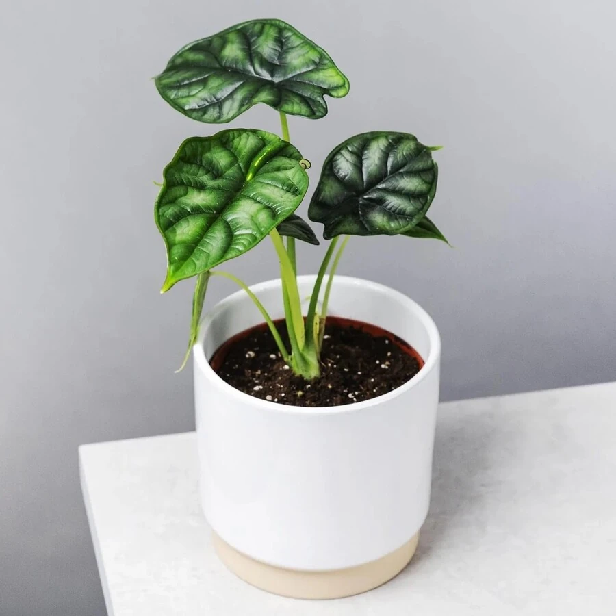 Алоказия Драгон Скале Alocasia Dragon Scale