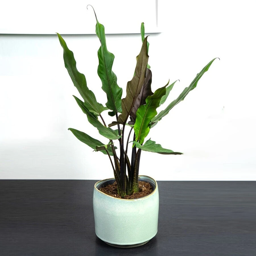 Алоказия Лаутербахиана Alocasia Lauterbachiana