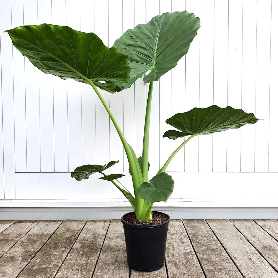 Алоказия Макрорриза Вариегата Alocasia Macrorrhiza Variegata