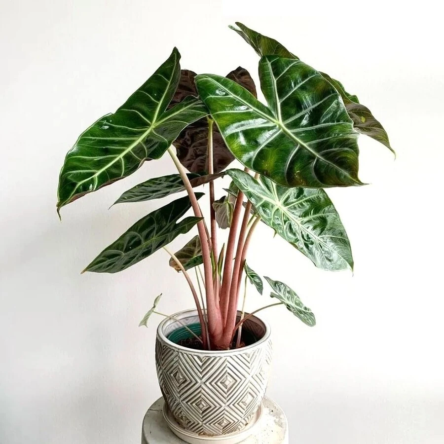 Алоказия Пинк Драгон Alocasia Pink Dragon