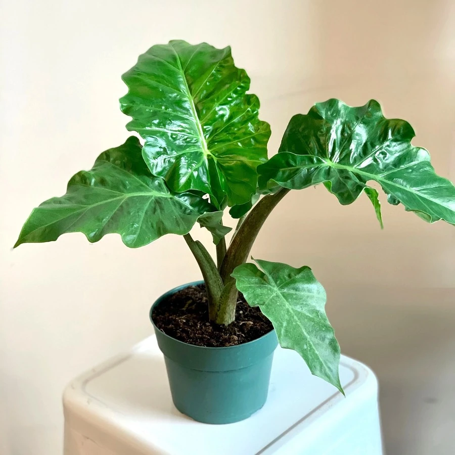 Алоказия Лоу Райдер Alocasia Low Rider