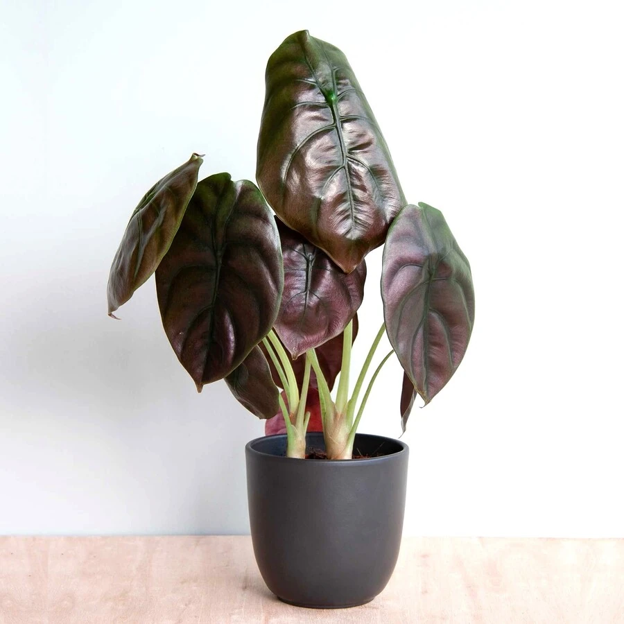 Алоказия Купера "Ред Секрет" Alocasia Cuprea 'Red Secret'