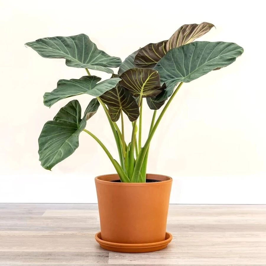  Алоказия Регал Шилдс Alocasia Regal Shields