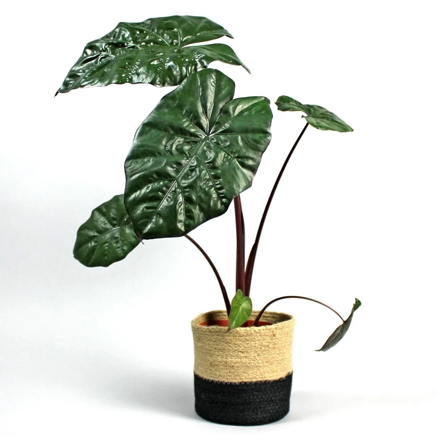 Алоказия Юкатан Принцесс Alocasia Yucatan Princess