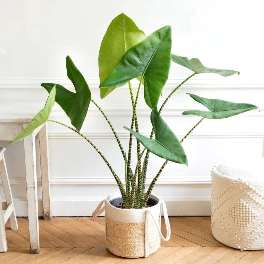 Алоказия Зебрина Alocasia Zebrina