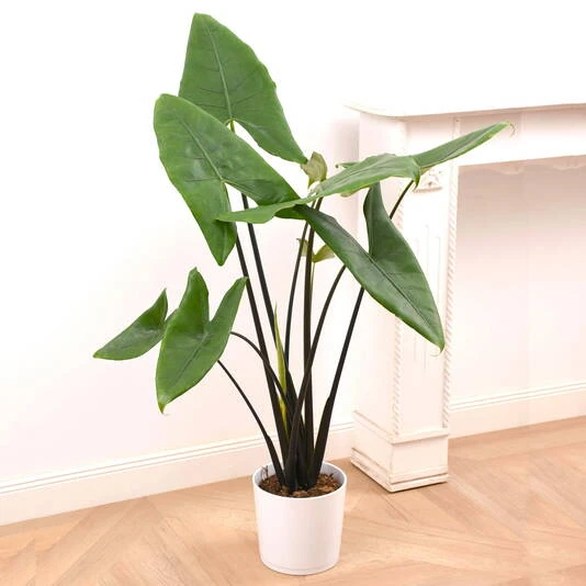 Алоказия Блэк Зебрина Alocasia Black Zebrina